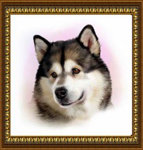 Алмазная мозаика DIY "Маламут" Z-159