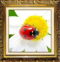 N-367 Алмазная мозаика Милато "Ромашковый отдых"