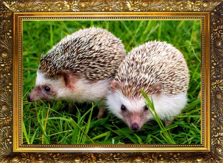 NR-48 Алмазная мозаика Милато "Колючая парочка"