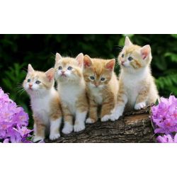 Четыре котенка Ag 400