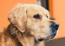 Ag 490 Алмазная мозаика Гранни "Лабрадор"