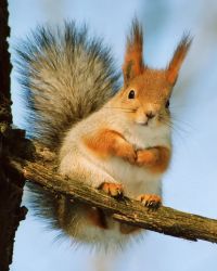 ИР50-45 Мозаика по фото Размер 50х45