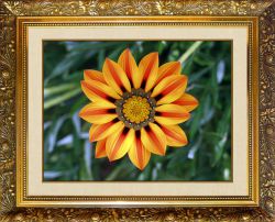 N-117 Алмазная мозаика Милато "Африканская ромашка"