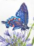 Набор для вышивания Марья Искусница "Синий махаон" 03.015.19