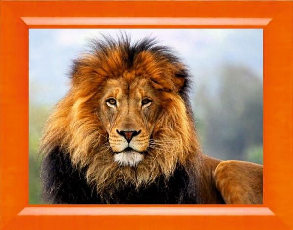 Алмазная мозаика Милато "Царь зверей" N-211